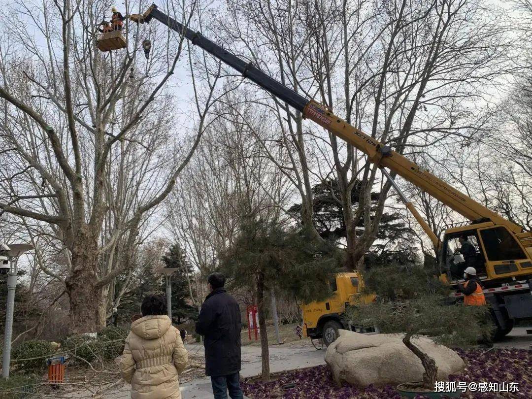 感知山东| 潍坊市园林环卫服务中心组织开展冬季树木修剪工作