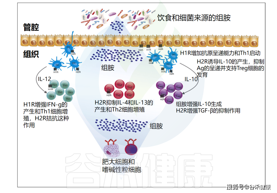 过敏反应的重要介质——组胺与免疫及肠道疾病