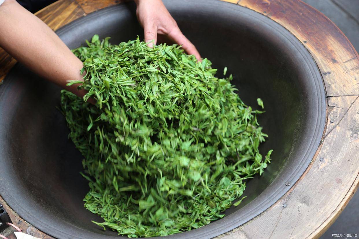 桑叶茶的制作秘诀。这样才好喝