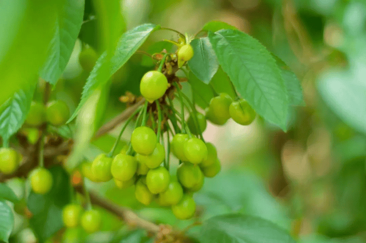 2024丨卓樱桃 初果生长