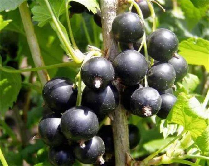 黑加仑是什么水果？黑加仑是葡萄吗？教你区分黑加仑和黑葡萄