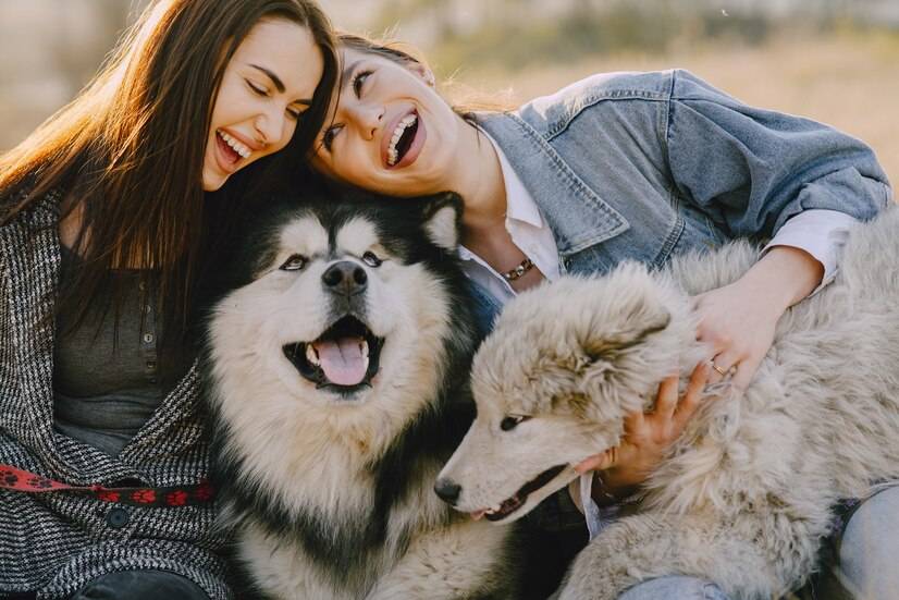 原创阿拉斯加犬和哈士奇有什么区别？如何区分阿拉斯加犬和哈士奇