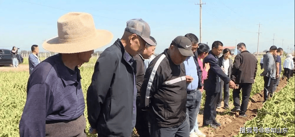 感知山东 泰安市大蒜机械化生产现场会在岱岳区范镇召开(图3)