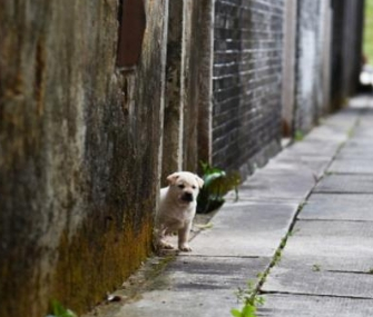 古镇巷子遇见一只小奶狗，随后画面让人惊讶，也太可爱了吧！