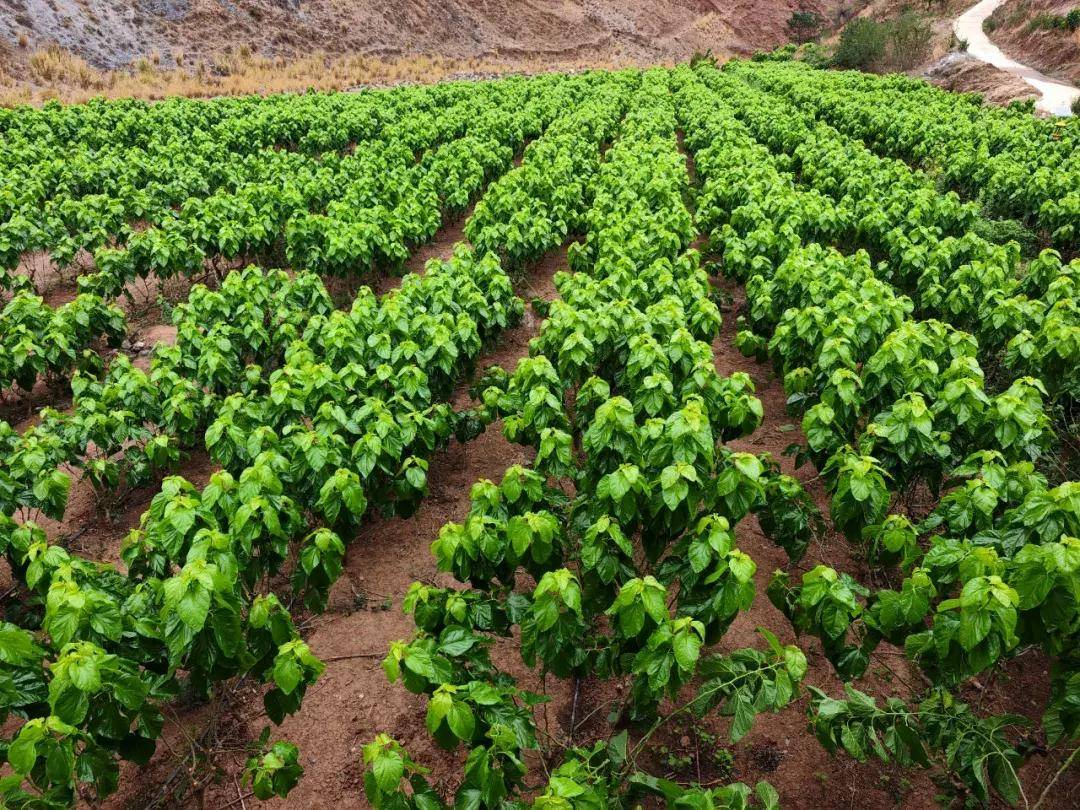 证券时报网 :澳门六开奖结果查询最新-《启航！大运河》：呈历史文脉 展万千气象