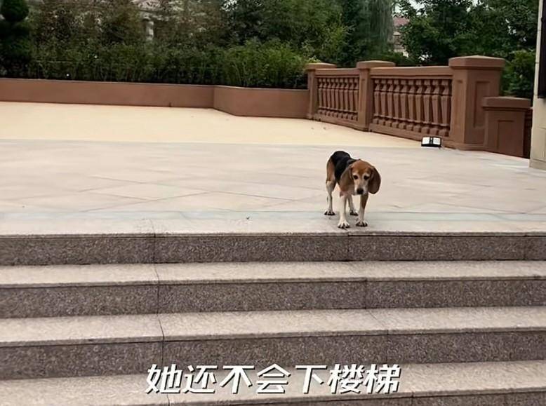 原创 说到做到!杜江霍思燕分享和珍珠相处视频,10岁嗯哼罕见出镜-杜江霍思燕秀恩爱视频