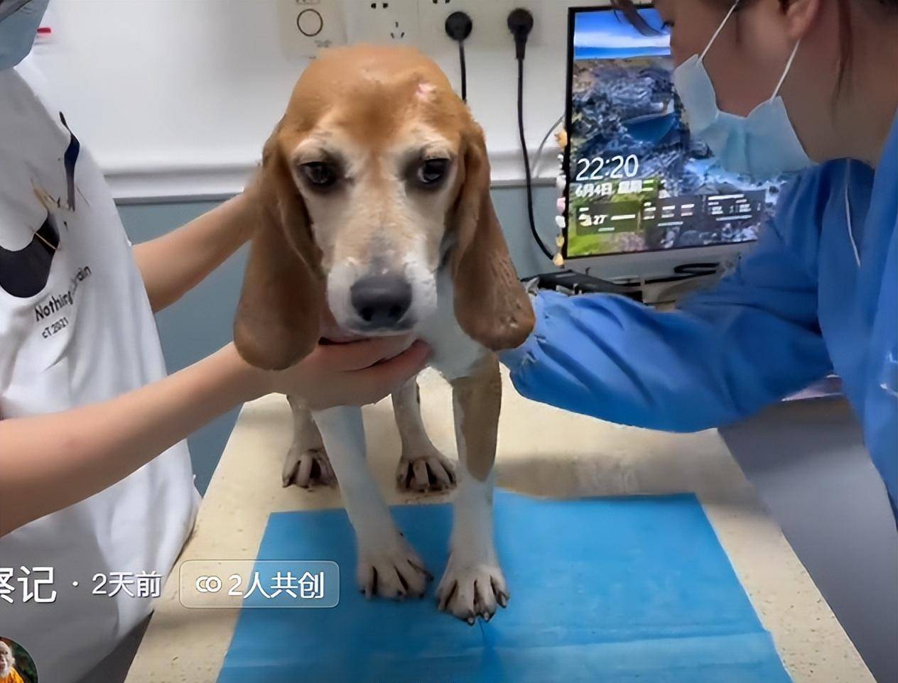 原创 笑爆了!98%的实验犬都是比格?为什么选择比格犬,听听业内人怎么说-实验犬比格犬
