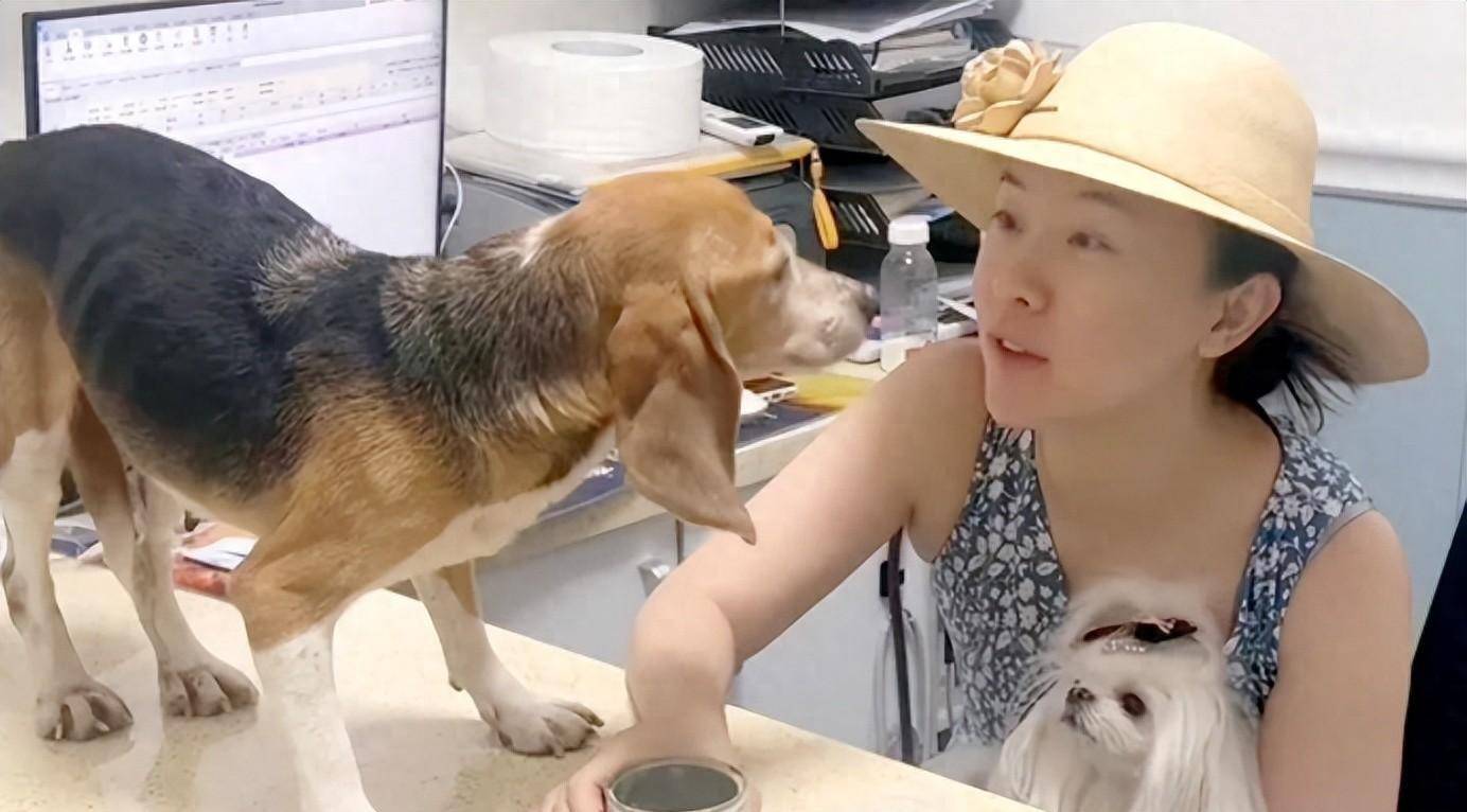 原创 笑爆了!98%的实验犬都是比格?为什么选择比格犬,听听业内人怎么说-实验犬比格犬