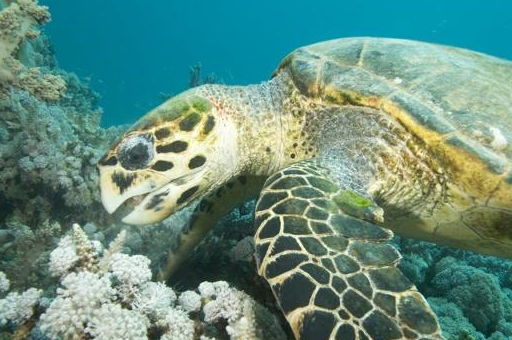 1、海龟可以用他的臀部进行呼吸! 为什么海鲜自助那么便宜? 发布于:四川省