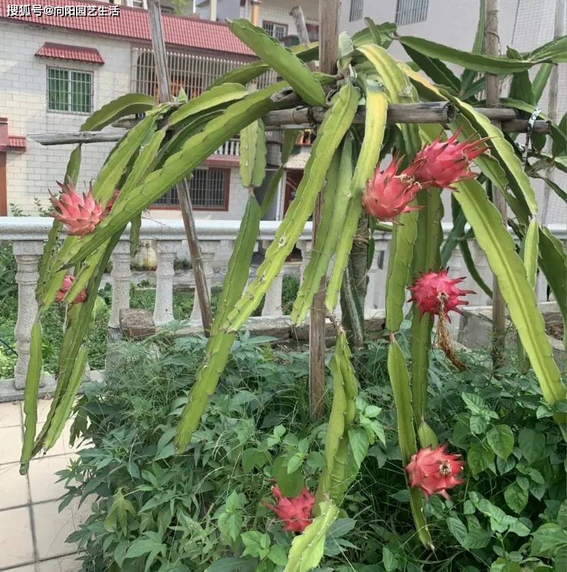 种几棵火龙果,夏天疯长,结的果子根本吃不完,太好养了!-火龙果树种多长时间才结果