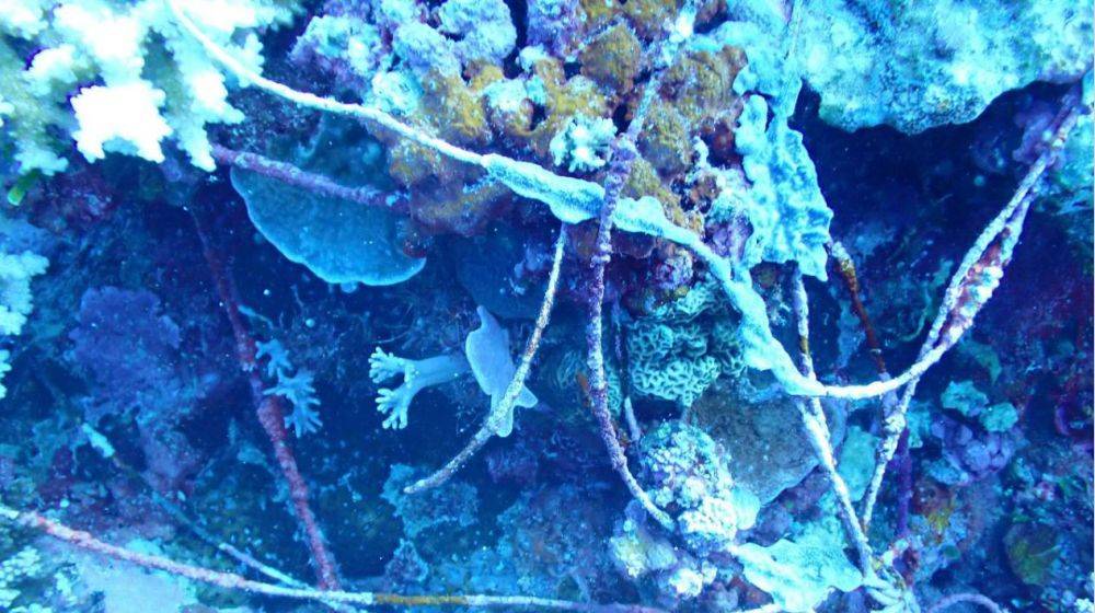 这事，发布了《仁爱礁非法“坐滩”军舰破坏珊瑚礁生态系统调查报告》。