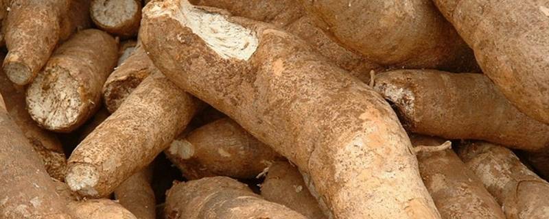 木薯明明有毒,为啥非洲人还大量种植?天天当饭吃不怕中毒吗?