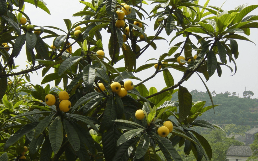 苏州东山白玉枇杷采摘地