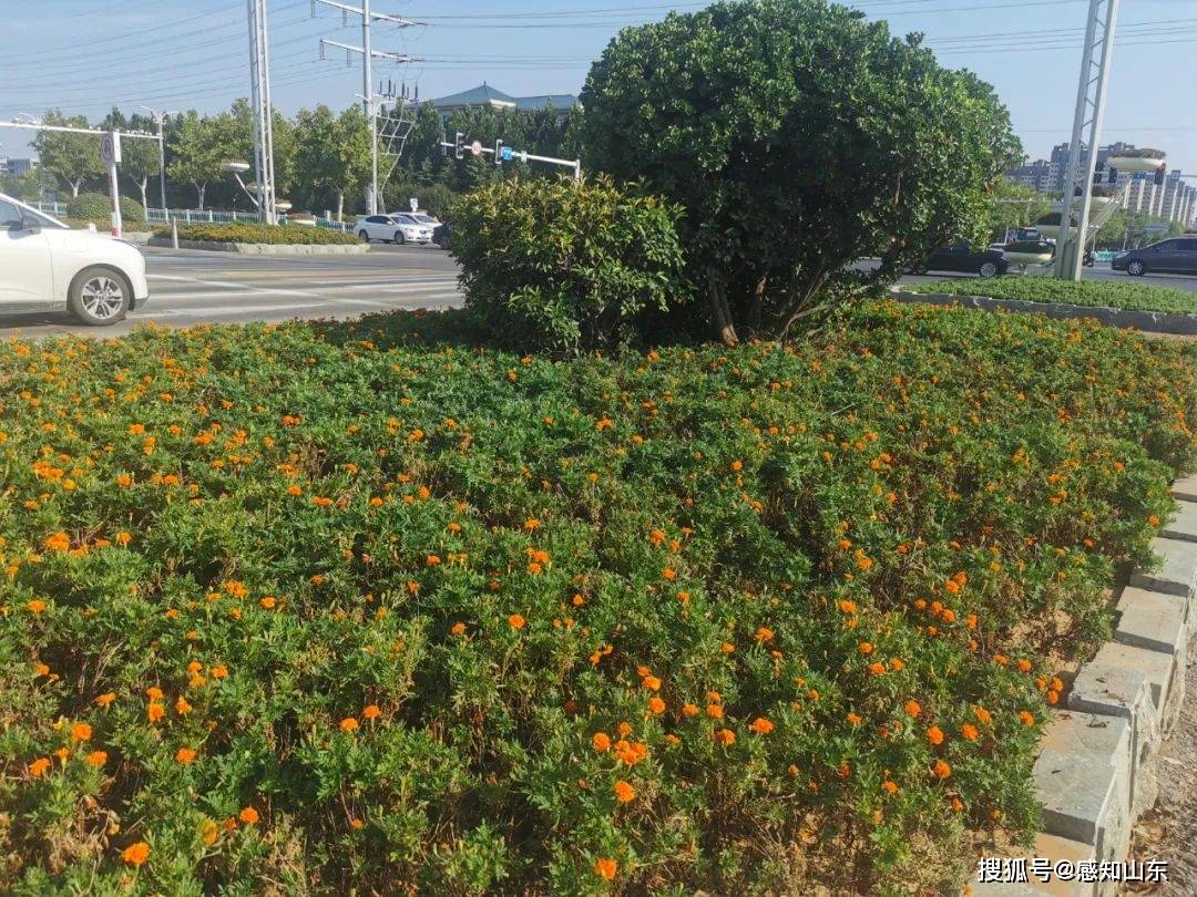 🌸【2024澳门正版资料免费大全】🌸_“功夫郑州”我推荐！郑州城市推荐官招募活动网络巡游大直播火热开启！