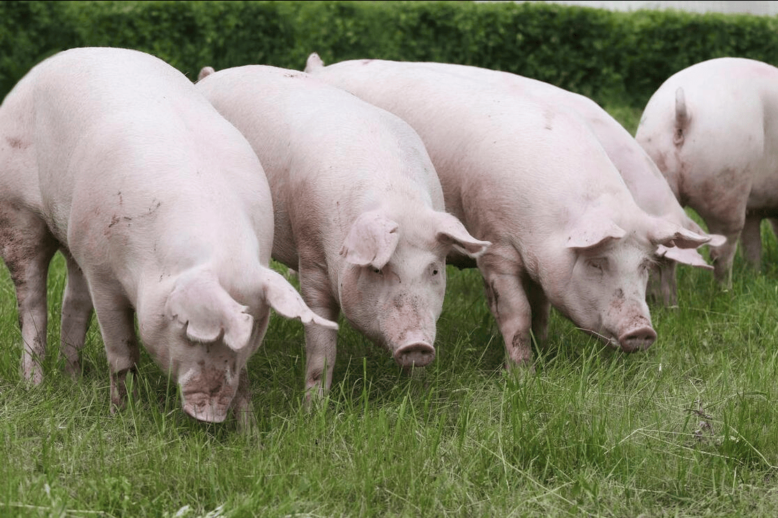 🌸羊城派【新澳天天开奖资料大全最新】|守护儿童健康，苏州姑苏区卫监所开展儿童节前消毒产品巡查和抽检  第2张