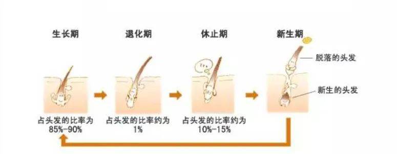 你应该知道的掉发和脱发的区别