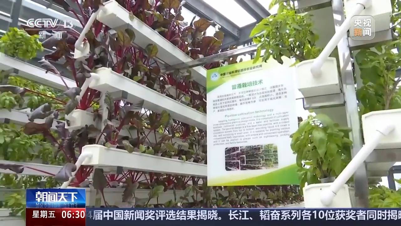 植物工厂长啥样？沙漠里能种水稻？揭秘种菜“黑科技”天博电竞登录(图4)