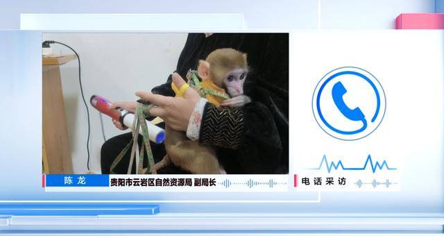 女子在贵阳黔灵公园捡到受伤小猴,养了半年后麻烦不断……相关部门:已涉嫌违法 女子在贵阳黔灵公园捡到受伤小猴,养了半年后麻烦不断……相关部门:已涉嫌违法