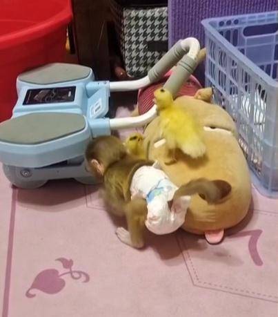 女子在贵阳黔灵公园捡到受伤小猴,养了半年后麻烦不断……相关部门:已涉嫌违法 女子在贵阳黔灵公园捡到受伤小猴,养了半年后麻烦不断……相关部门:已涉嫌违法