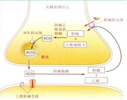 安理申的治疗效果如何，帕金森国外都吃那种药