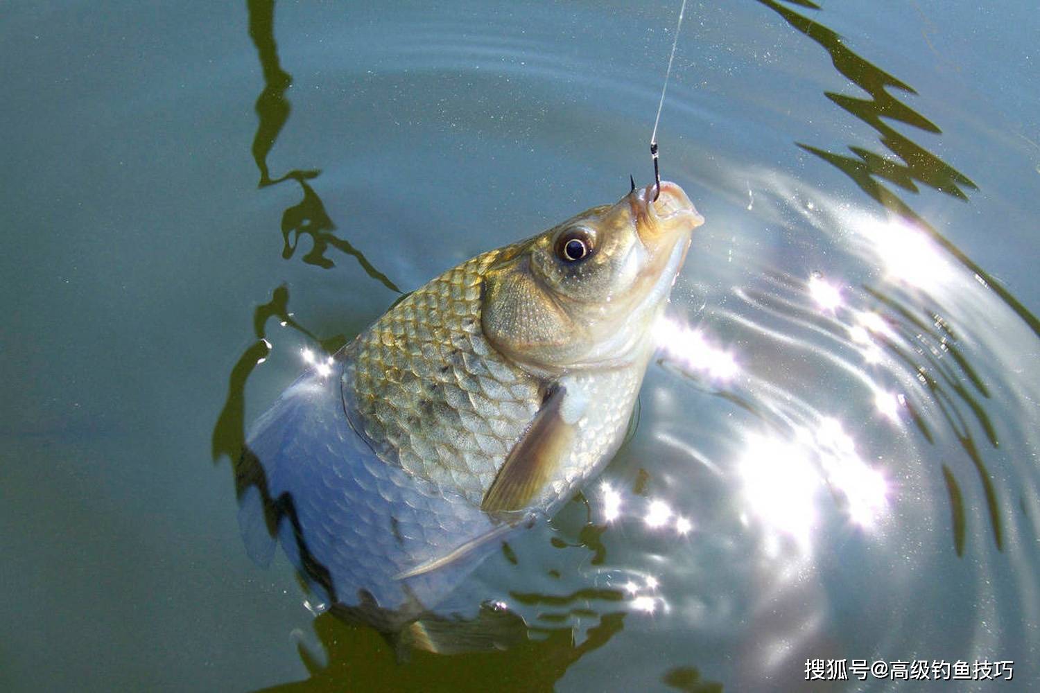 梦境垂钓的奥秘,一钩钓起四尾鱼,最终瞥见的深层寓意 梦境垂钓的奥秘,一钩钓起四尾鱼,最终瞥见的深层寓意