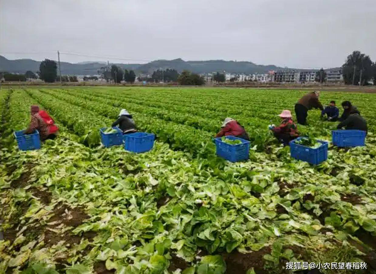 蔬菜产量差距过大美国农民无奈承认差距中国农民太能种了(图2)