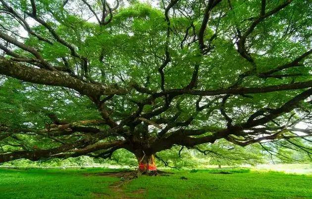 四柱八字:甲木的解读