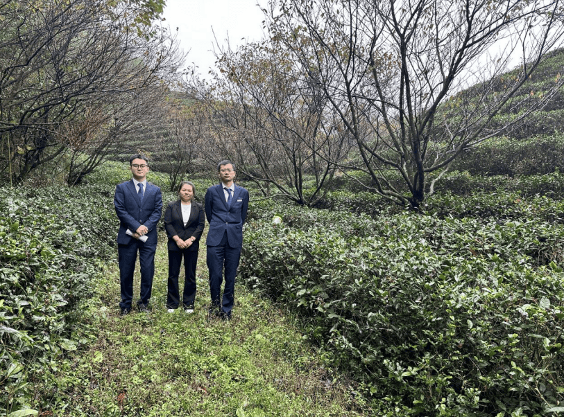 全讯800cc大白菜金融活水精准滴灌润泽都匀毛尖产业枝繁叶茂