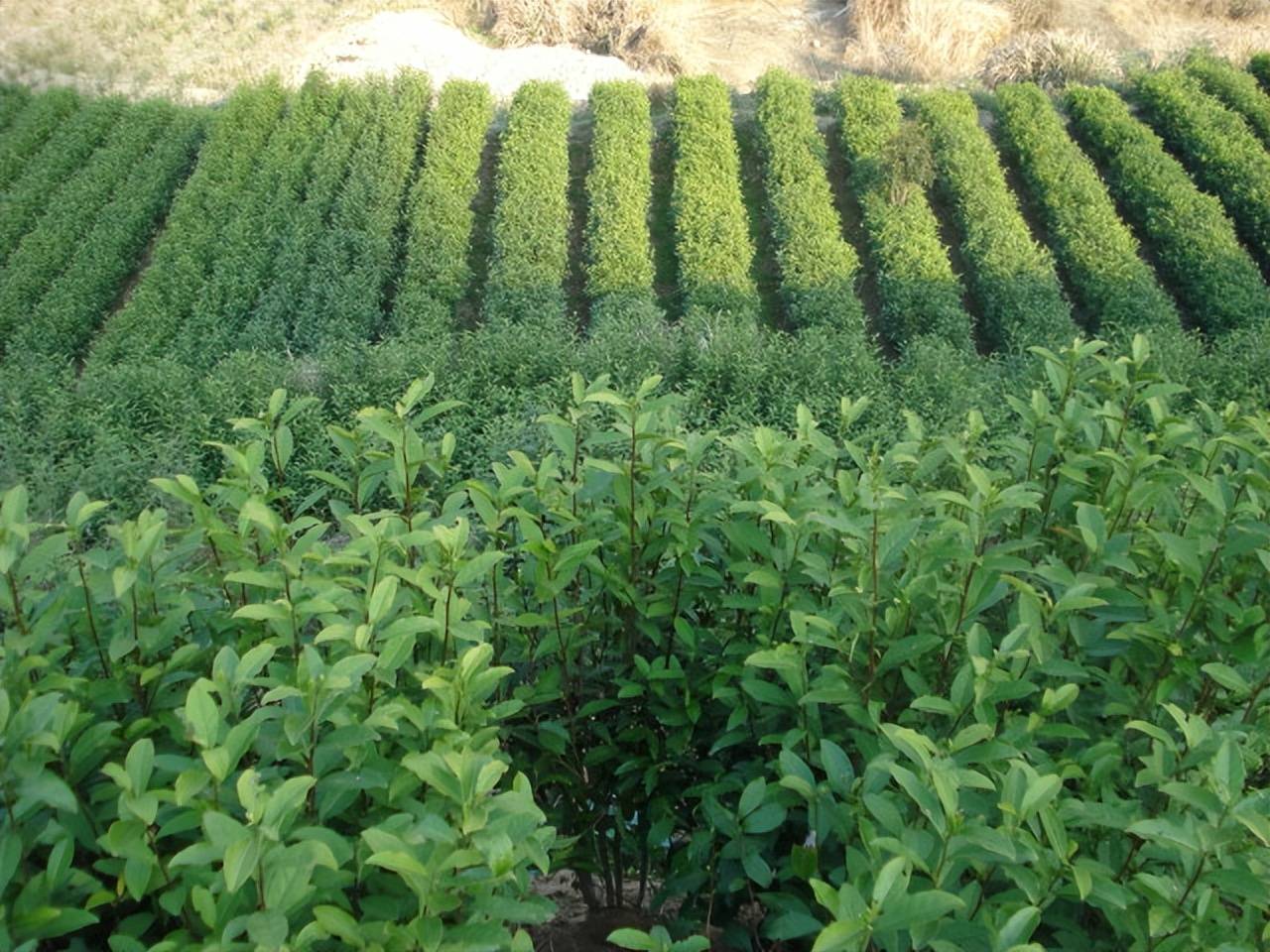 jbo竞博电竞网址绿月茶业：打造茶业投资的黄金机遇（二）(图1)