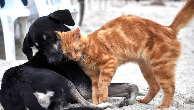 梦境解析,猫与狗的交锋——一场关于恐惧、防御与自我救赎的寓言 梦境解析,猫与狗的交锋——一场关于恐惧、防御与自我救赎的寓言