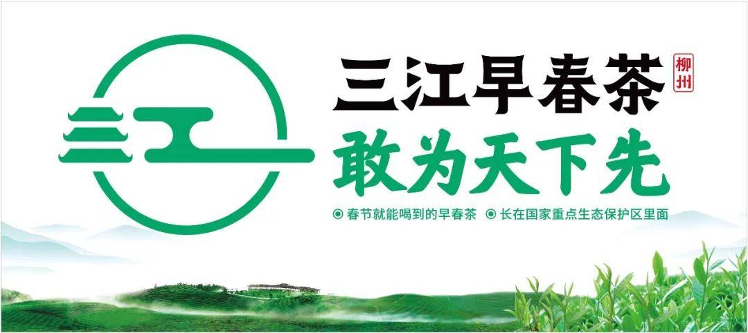 三江早春茶开采一个“早”字价值连城(图4)
