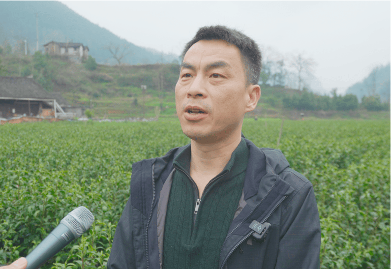 开云湖南湘西丨特写保靖黄金茶春茶第一采3月12日开采(图4)