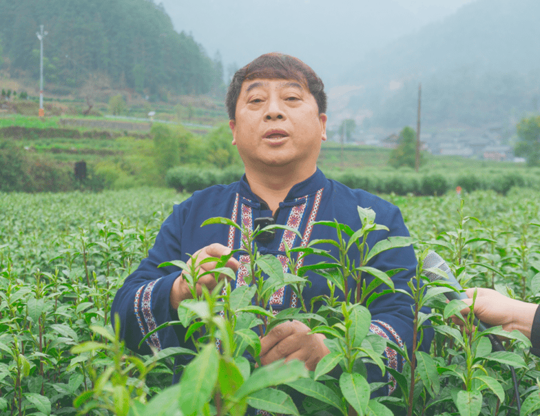 开云湖南湘西丨特写保靖黄金茶春茶第一采3月12日开采(图3)