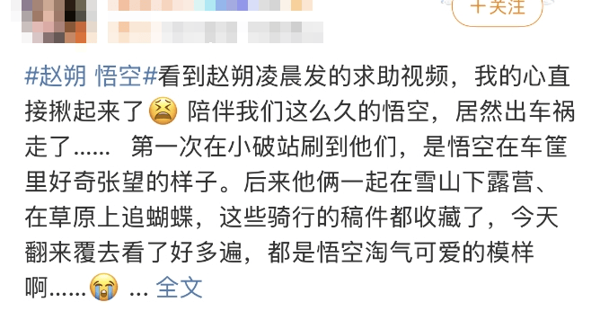 泪崩，网红小猫“悟空”遭车祸去世！主人：曾希望它有72条命