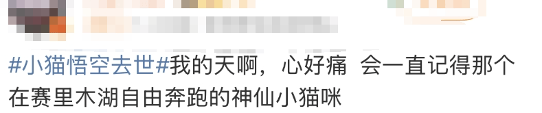泪崩，网红小猫“悟空”遭车祸去世！主人：曾希望它有72条命
