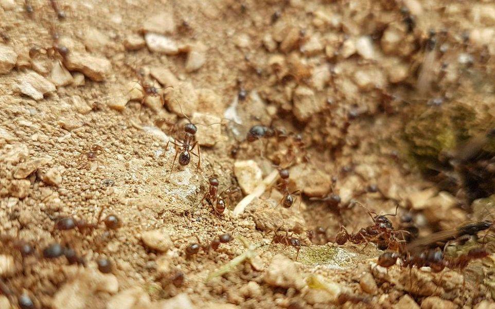 小蚂蚁怎么能彻底消灭？家里有蚂蚁用什么药能彻底根除？必看！