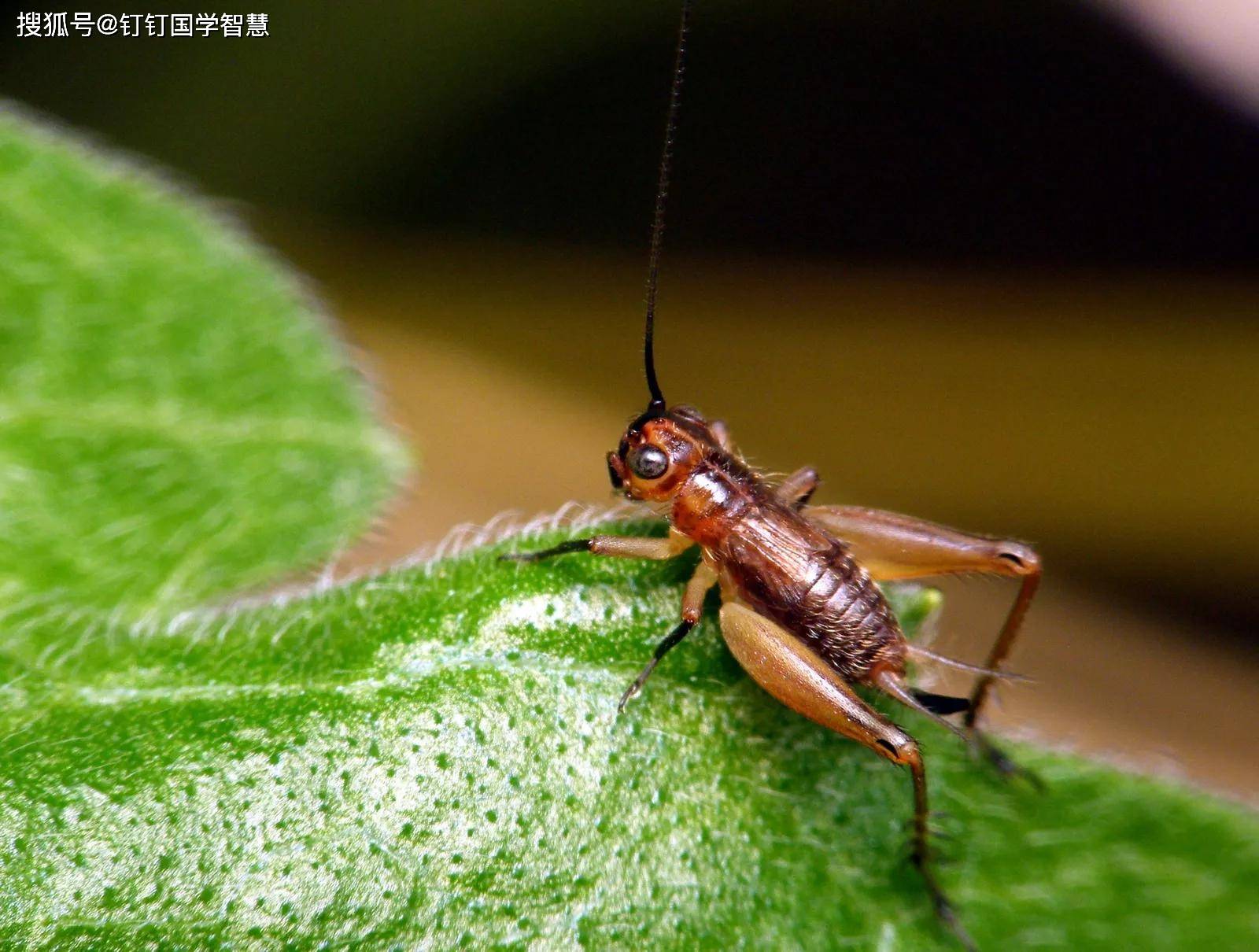 2345品读诗经系列:诗化经典之蟋蟀