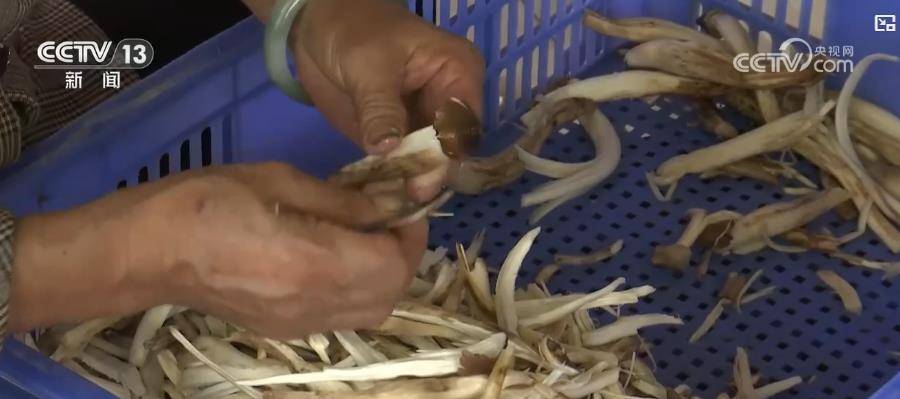 莲藕清甜 菌子飘香 特色农产品丰收为百姓餐桌增“鲜”