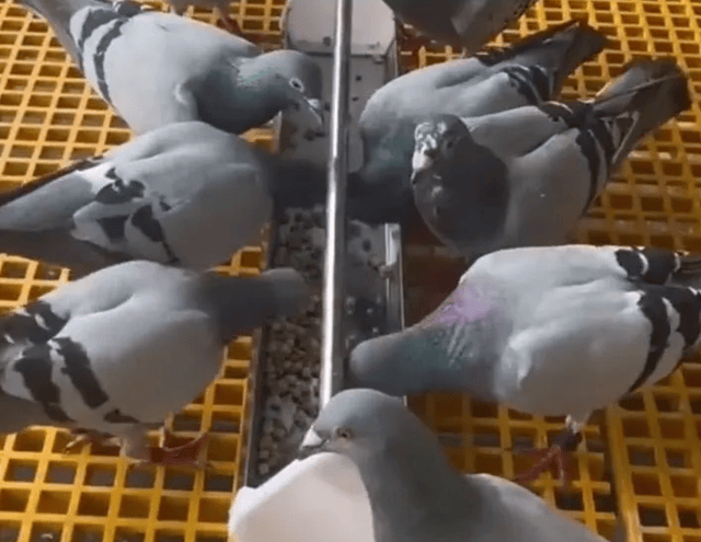 鸽病症状及治疗对照表:鸽子生病喂什么药?鸽子病最快解决方法!