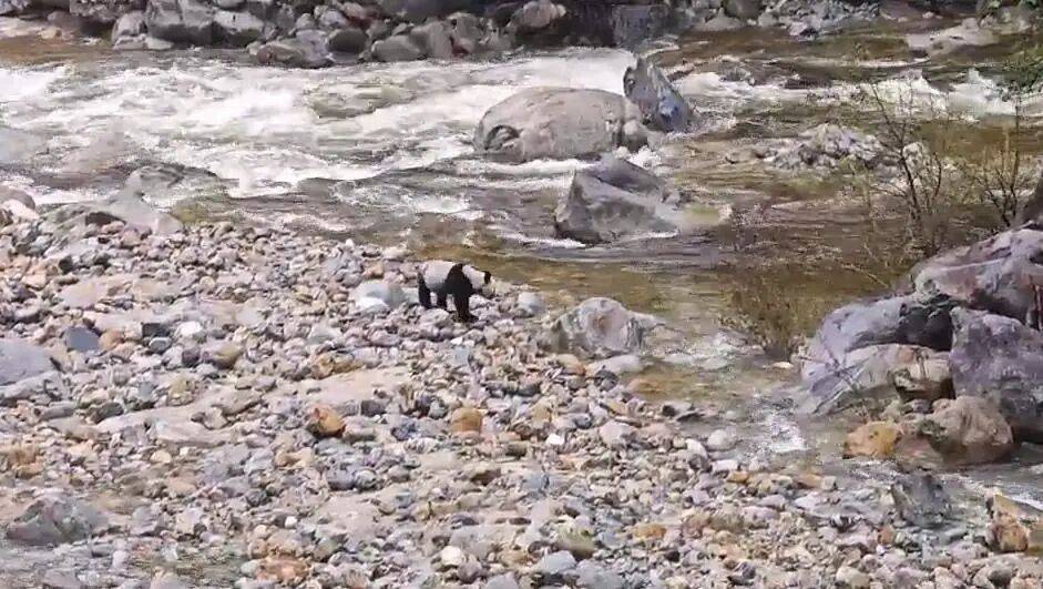 游客在陕西龙吟峡偶遇大熊猫过河,景区:系纯野生秦岭大熊猫,今年首次发现