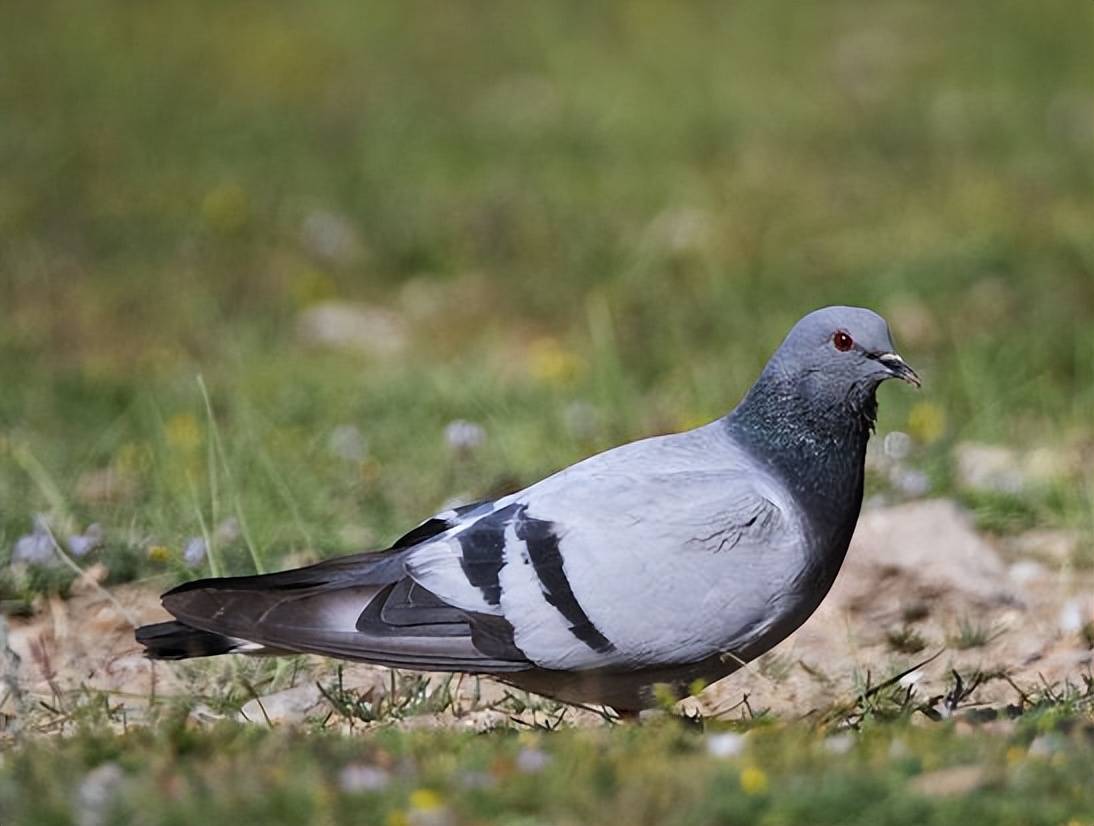 鸽子单眼伤风的症状？鸽子单眼伤风吃什么药？看完本文就知道了
