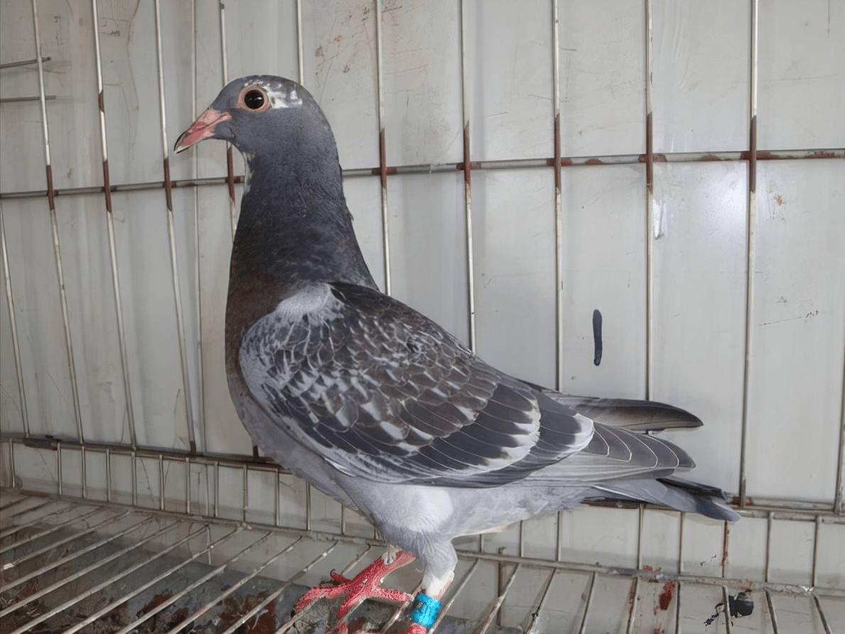 鸽子头歪了是什么情况?鸽子歪头病怎么治吃什么药?本文告诉你