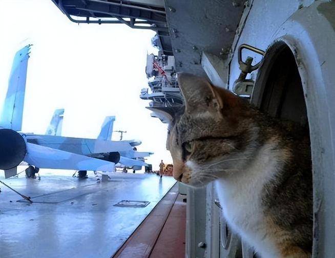航母上老鼠泛滥咋办?美军养猫也没用,中国的“笨办法”搞定