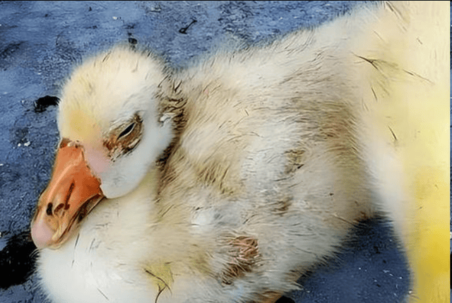 鸭肿头肿脸,拉黄绿色稀便,怎么回事?吃什么药管用?