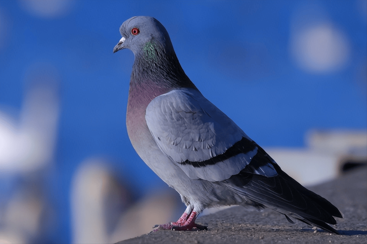 鸽子歪头病怎么治吃什么药？科学用药指南看这里，一文讲清！