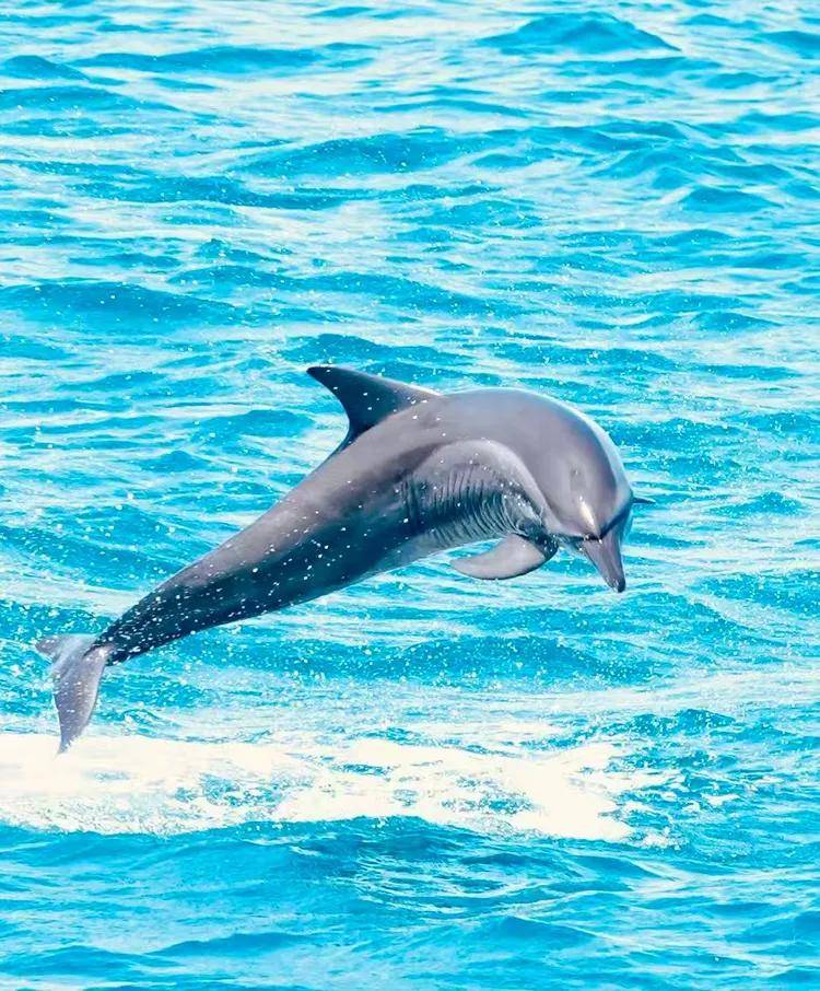 致海豚——蓝海水上的闪电