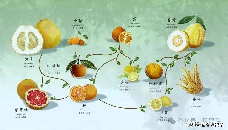 推荐好看的纪录片：《影响世界的中国植物》