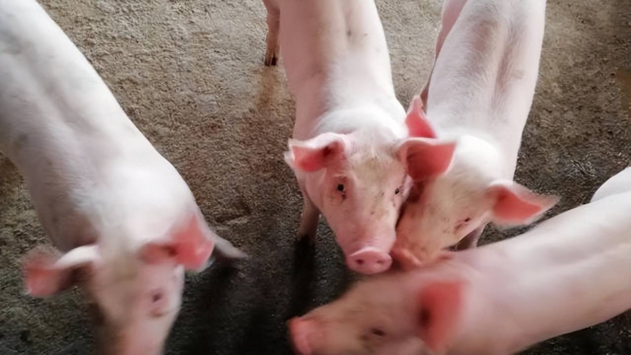 猪腹泻的症状及治疗方法，一文看懂快速止泻不反复！