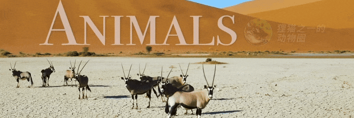 广东男子钓获诡异黄脚立，竟长有白色硬胡茬？网友：鱼中老者