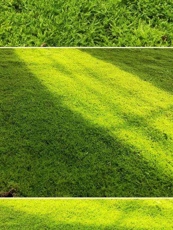 国产苔藓与进口苔藓：三个维度的行业对比